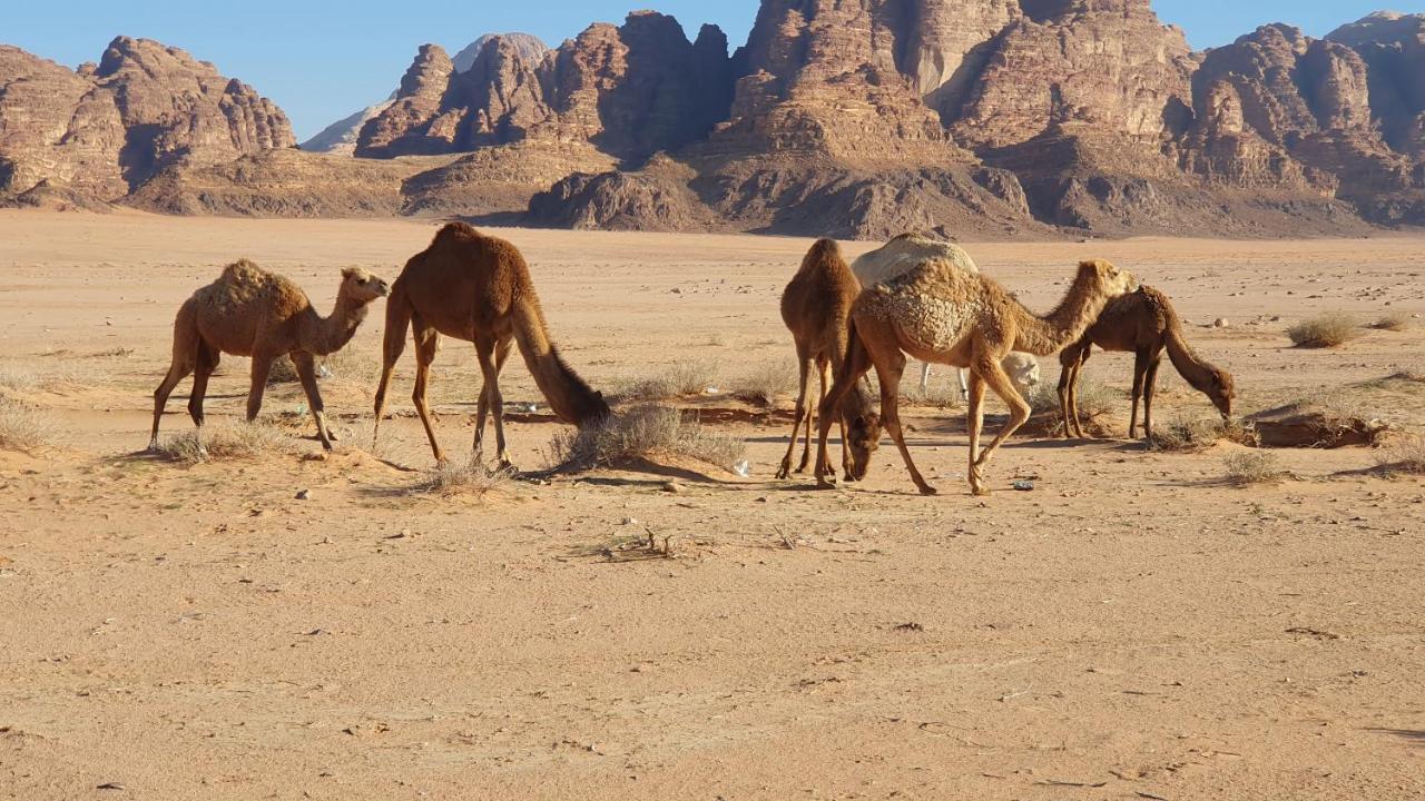 Rum Under The Stars Camp Wadi Rum Exterior foto